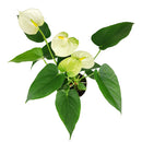 6" pot anthurium 'white' live houseplant for sale, striking white waxy bract with smooth erect spadix, rich deep-green leathery foliage, year-round bloomer from the anthurium andraeanum hybrid group, toxin-filtering nasa clean air plant, gorgeous focal point for contemporary interior spaces, thoughtful and lasting gift for plant enthusiasts