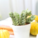 Crassula Moonglow Succulent