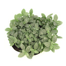 4" pot Fittonia 'White Nerve Plant' live houseplant for sale, vibrant low-growing tropical perennial with soft oval deep green leaves elegantly traced with white veins, moisture-loving and shade-adapted species, wilts when thirsty as a helpful watering cue, ideal for terrariums bathrooms or humid shelves, adds lush bohemian tropical flair to any indoor plant collection, a perfect gift for plant enthusiasts of all levels