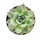 Buy an 8-pack of 4" live plants online. Choose eight plants of your choice to create a lush and diverse collection in 4" pots. Perfect for filling larger spaces, decorating your home or office, and growing your plant collection.