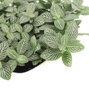 4" pot Fittonia 'White Nerve Plant' live houseplant for sale, vibrant low-growing tropical perennial with soft oval deep green leaves elegantly traced with white veins, moisture-loving and shade-adapted species, wilts when thirsty as a helpful watering cue, ideal for terrariums bathrooms or humid shelves, adds lush bohemian tropical flair to any indoor plant collection, a perfect gift for plant enthusiasts of all levels