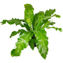 6" pot bird's nest 'victoria' fern live houseplant for sale, broad wavy fronds with prominent midrib and glossy surface, compact tropical rosette form, air purifying and pet friendly, ideal for shelves or floor planters in humid spaces, a beautiful gift for any plant lover