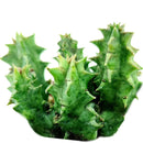 4 inch Orbea Variegata Cactus live cactus for sale, rare south africa native stapeliad succulent with thick water-storing stems and unique mottled green texture, spectacular star flower blooms with bold maroon patterning, non-toxic and pet-friendly for safe home display, clumping low-profile growth ideal for shallow containers and plastic pot arrangements, exceptional rare collector find and heirloom plant gift