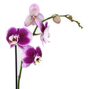 orchid plants, orchid pot, orchid, orchid flowers, orchid pots with holes, live orchid plants, phalaenopsis orchid, purple orchid flowers