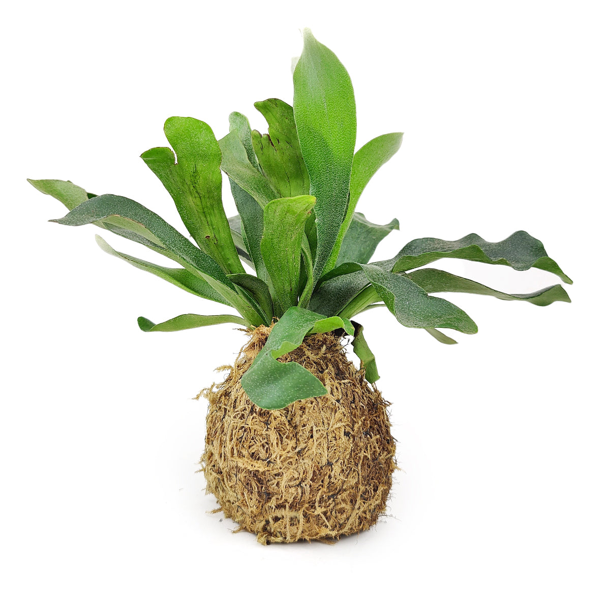 Japanese Moss Ball Planter, Buy 4 inch Kokedama online, Plants as gifts