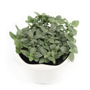 4" pot Fittonia 'White Nerve Plant' live houseplant for sale, vibrant low-growing tropical perennial with soft oval deep green leaves elegantly traced with white veins, moisture-loving and shade-adapted species, wilts when thirsty as a helpful watering cue, ideal for terrariums bathrooms or humid shelves, adds lush bohemian tropical flair to any indoor plant collection, a perfect gift for plant enthusiasts of all levels