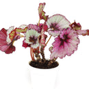 buy begonia rex live houseplant 4 inch online, large glossy leaves with bold silver and green variegation, dramatic contrast of color across each unique leaf, slow spreading rhizome growth suits small spaces and terrariums, needs consistent moisture and humidity to thrive, bohemian jungle-inspired interior accent, a meaningful and lush gift for houseplant admirers in a grower pot