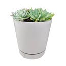 Succulent Arrangement in Ceramic Pot, rosette succulents, colorful succulents, stunning succulent arrangement for home and office decor