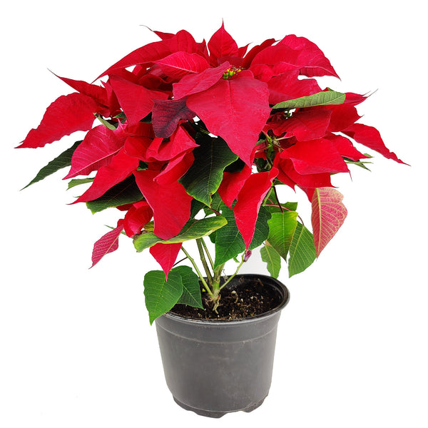 red christmas indoor plant Red Poinsettia (Christmas Plant) - Holiday Gift Idea - Xmas Plant Decor