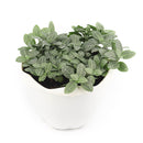 4" pot Fittonia 'White Nerve Plant' live houseplant for sale, vibrant low-growing tropical perennial with soft oval deep green leaves elegantly traced with white veins, moisture-loving and shade-adapted species, wilts when thirsty as a helpful watering cue, ideal for terrariums bathrooms or humid shelves, adds lush bohemian tropical flair to any indoor plant collection, a perfect gift for plant enthusiasts of all levels
