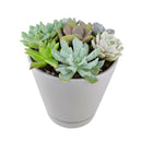 Succulent Arrangement in Ceramic Pot, rosette succulents, colorful succulents, stunning succulent arrangement for home and office decor
