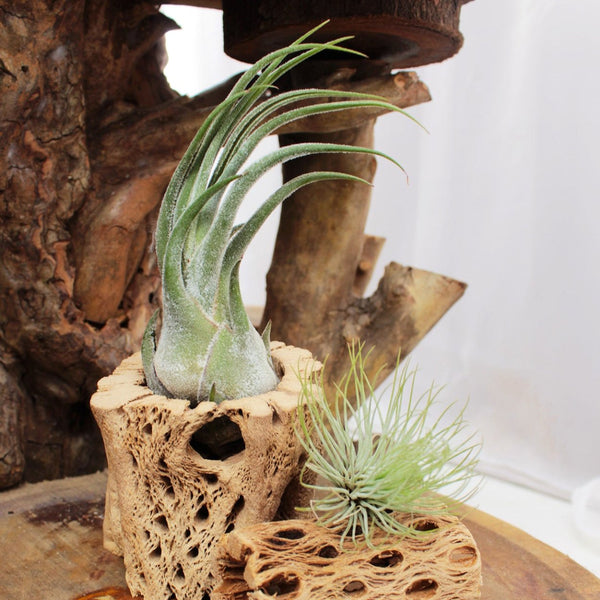 skeleton air plant Seleriana Tillandsia Air Plant & Care Guide