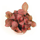 buy red nerve plant fittonia live houseplant 6" pot online, vividly colored tropical evergreen with fine red veining across soft dark green foliage, spreading creeper with shallow roots suited to wide shallow containers, air-purifying and pet-friendly qualities make it a worry-free indoor accent, beautiful bohemian flair for living rooms and plant shelfie displays, a memorable gift for any plant parent