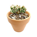 buy crested aeonium sunburst live succulent 6 inch online, large spreading crest with dense contorted fans and rippled silhouette, vivid creamy yellow and green variegated leaves accented with soft pink blush, rare cristata form slow grower with mini