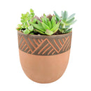Succulent Arrangement in decorative Pot, rosette succulents, colorful succulents, stunning succulent arrangement for home and office decor, random succulents in decorative pots