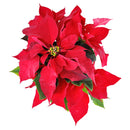 buy Poinsettia 'Red' (Christmas Plant) live plant 6" pot online, deep red bracts, healthy green leaves, upright habit, elegant holiday display, joyous gift, festive home