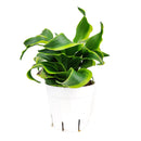 6" pot dracaena 'tornado' live houseplant for sale, show-stopping spiral variegated foliage in deep green and yellow-green, upright architectural growth on a slender cane, slow growing and long lived indoor tropical, thrives with bright indirect light and minimal watering, a sophisticated floor or corner statement piece, an excellent gift for home or office
