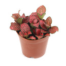 buy red nerve plant fittonia live houseplant 6" pot online, vividly colored tropical evergreen with fine red veining across soft dark green foliage, spreading creeper with shallow roots suited to wide shallow containers, air-purifying and pet-friendly qualities make it a worry-free indoor accent, beautiful bohemian flair for living rooms and plant shelfie displays, a memorable gift for any plant parent