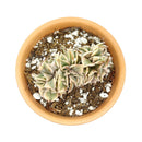 buy crested aeonium sunburst live succulent 6 inch online, large spreading crest with dense contorted fans and rippled silhouette, vivid creamy yellow and green variegated leaves accented with soft pink blush, rare cristata form slow grower with mini