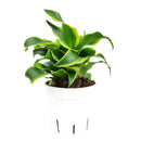 6" pot dracaena 'tornado' live houseplant for sale, show-stopping spiral variegated foliage in deep green and yellow-green, upright architectural growth on a slender cane, slow growing and long lived indoor tropical, thrives with bright indirect light and minimal watering, a sophisticated floor or corner statement piece, an excellent gift for home or office