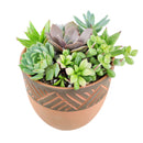 Succulent Arrangement in decorative Pot, rosette succulents, colorful succulents, stunning succulent arrangement for home and office decor, random succulents in decorative pots