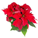 buy Poinsettia 'Red' (Christmas Plant) live plant 6" pot online, deep red bracts, healthy green leaves, upright habit, elegant holiday display, joyous gift, festive home