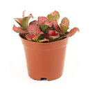buy red nerve plant fittonia live houseplant 6" pot online, vividly colored tropical evergreen with fine red veining across soft dark green foliage, spreading creeper with shallow roots suited to wide shallow containers, air-purifying and pet-friendly qualities make it a worry-free indoor accent, beautiful bohemian flair for living rooms and plant shelfie displays, a memorable gift for any plant parent