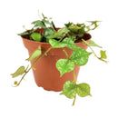 Hoya Curtisii, Curtisii Hoya, Hoya Curtisii plant, Hoya Curtisii for sale, Hoya Curtisii care, Hoya Curtisii houseplant, how to care for Hoya Curtisii , Hoya plants, houseplants, house plants, common houseplants, houseplants near me, houseplants for sale, buy Hoya Curtisii online