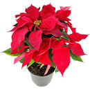 buy Poinsettia 'Red' (Christmas Plant) live plant 6" pot online, deep red bracts, healthy green leaves, upright habit, elegant holiday display, joyous gift, festive home