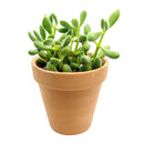 buy crassula congesta green beans live succulent 2 inch online, displaying tightly clustered velvety oval leaves on a compact single stem, green to gray-green foliage with a sculptural architectural form, thrives in bright light with minimal watering, an adorable and easy-care succulent gift for any occasion