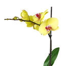 orchid plants, orchid pot, orchid, orchid flowers, orchid pots with holes, live orchid plants, phalaenopsis orchid, yellow orchid flowers, orchid flowers, Moth Orchid Plants