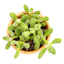 buy crassula congesta green beans live succulent 2 inch online, displaying tightly clustered velvety oval leaves on a compact single stem, green to gray-green foliage with a sculptural architectural form, thrives in bright light with minimal watering, an adorable and easy-care succulent gift for any occasion