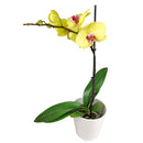 orchid plants, orchid pot, orchid, orchid flowers, orchid pots with holes, live orchid plants, phalaenopsis orchid, yellow orchid flowers, orchid flowers, Moth Orchid Plants