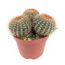 Cactus Garden Arrangement, Cacti, Random Cactus in Pot, Unique Cactus Arrangment, 3 kinds of cactus in pot for sale, cactus for sale