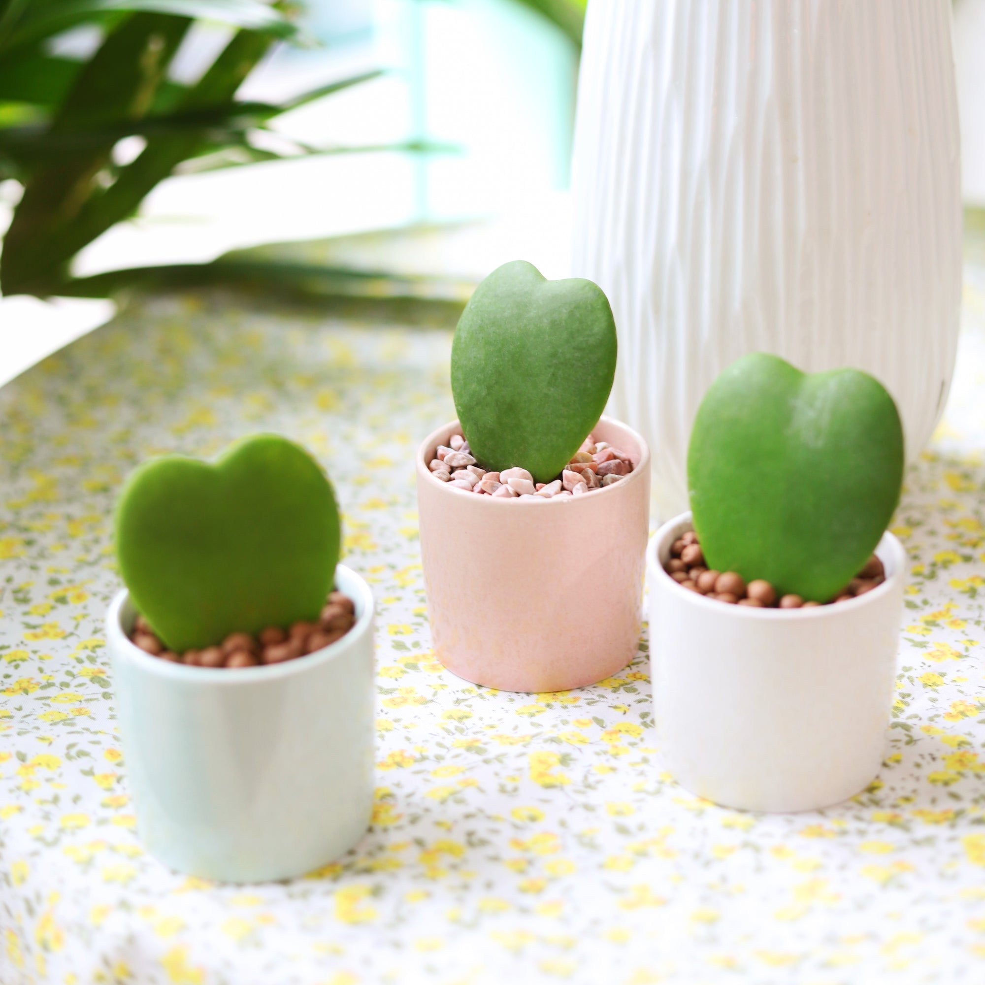 2 inch Hoya Kerrii Heart in decorative ceramic pot, Hoya heart plant decor ideas, Hoya heart gift ideas