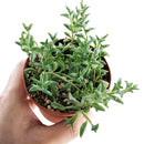 Buy an 8-pack of String of Dolphins live plants online. Each trailing plant features distinctive dolphin-shaped leaves on cascading vines. Easy to care for, they thrive in bright light, well-draining soil, and minimal watering.