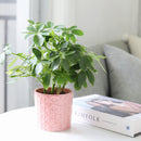 buy schefflera arboricola 'umbrella' live houseplant 6" pot online, richly textured glossy green leaflets in layered umbrella clusters, compact tropical evergreen with fast growth and easy pruning, adaptable to various indoor light conditions, air purifying and long-lived heirloom-quality houseplant, lush tropical accent for reading nooks or bright hallways, a meaningful and lasting gift for any occasion