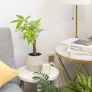 6" pot braided pachira stump money tree live plant for sale, rich forest green umbrella canopy, smooth palmate leaflets with pale midribs, architecturally woven trunk, pet friendly non-toxic tropical, thrives under office fluorescent light, elegant floor or corner statement plant, a timeless feng shui inspired gift for home or business