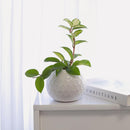 6" pot hoya carnosa krimson princess live houseplant for sale, nursery pot showcasing healthy trailing stems and multiple leaves, thick succulent-like waxy texture with pink blush new growth, thrives in bright indirect light near east or west facing windows, air-purifying qualities for healthier indoor spaces, versatile display as hanging plant or shelf trailer, a treasured gift for plant lovers young and old