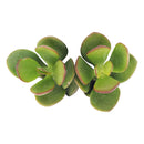 6 inch Crassula Ovata Obliqua Jade Plant in black plastic pot, Crassula Ovata Obliqua Jade Plant for sale, buy Crassula Ovata Obliqua Jade Plant online