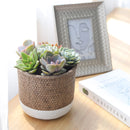 rosette succulents, colorful succulents, stunning succulent arrangement for home and office decor, random succulents in cement planters