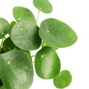 buy Pilea Peperomioides 'Chinese Money' live houseplant 6" black eco pot online, full canopy of round waxy deep green leaves on woody upright stem, sculptural architectural profile, easy-care propagates freely, pet-friendly non-toxic safe for all households, contemporary indoor plant decor centerpiece, a cherished prosperity and good luck gift