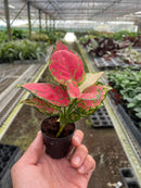 buy chinese evergreen 'lady valentine' live plant 6" pot online in black eco pot, full specimen with lush oversized pink-splashed glossy leaves, tropical upright habit, proven air-purifying qualities, a show-stopping botanical gift for home or office spaces