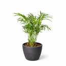 neanthe bella palm, neanthe bella palm care, full grown neanthe bella palm, neanthe bella palm watering, neanthe bella palm light requirements