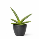 4" pot snake plant sansevieria starfish live houseplant for sale, fan-shaped arrangement of stout cylindrical green leaves, bold dark green bands on firm succulent spears, air purifying and drought tolerant, grows beautifully in indirect light with minimal care, elegant architectural accent for modern interiors, a lasting and unique gift for plant lovers