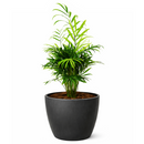 neanthe bella palm, neanthe bella palm care, full grown neanthe bella palm, neanthe bella palm watering, neanthe bella palm light requirements