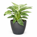 Philodendron Birkin, variegated houseplants, bright and medium light plants, indoor plant gift ideas