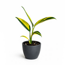 buy scindapsus coriaceus (variegated) live houseplant 3" pot online, bold forest green foliage with stunning creamy yellow variegated markings, coriaceous leathery leaf surface, climbing and trailing growth form, slow-growing rare collector aroid, an architectural tropical accent for any indoor plant collection, an extraordinary rare find and prized gift for aroid enthusiasts
