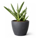 4" pot snake plant sansevieria starfish live houseplant for sale, fan-shaped arrangement of stout cylindrical green leaves, bold dark green bands on firm succulent spears, air purifying and drought tolerant, grows beautifully in indirect light with minimal care, elegant architectural accent for modern interiors, a lasting and unique gift for plant lovers