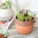 Succulent Arrangement in decorative Pot, rosette succulents, colorful succulents, stunning succulent arrangement for home and office decor, random succulents in decorative pots